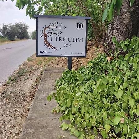 Morro dʼOro B&B I Tre Ulivi מראה חיצוני תמונה