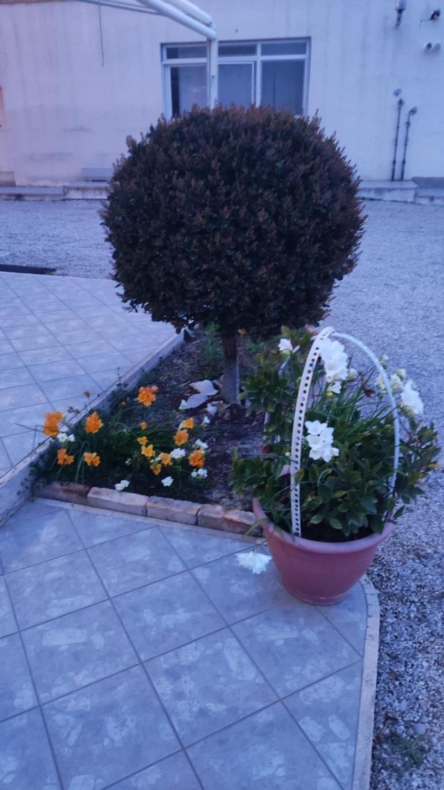 Morro dʼOro B&B I Tre Ulivi מראה חיצוני תמונה